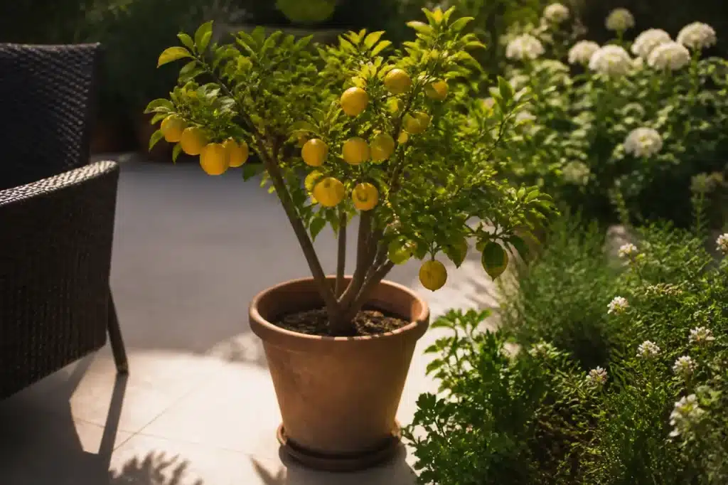 Agrume en pot baigne de soleil sur une terrasse