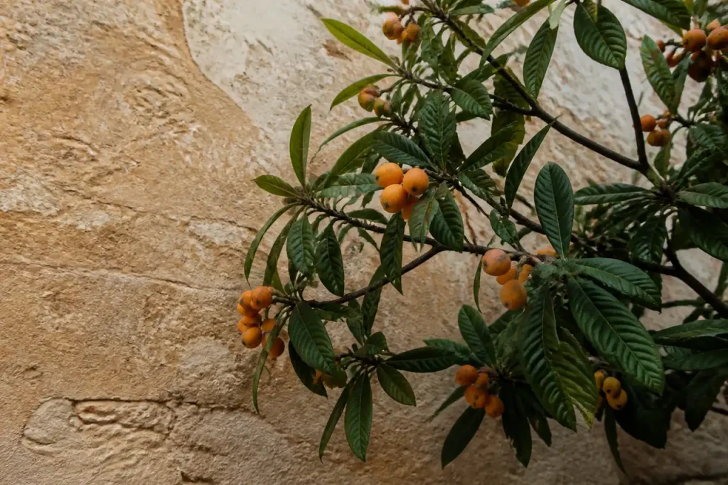 Branches de bibacier aux fruits orange contre un mur