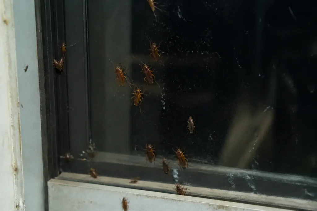 Cafards de jardin rassembles sur une vitre nocturne