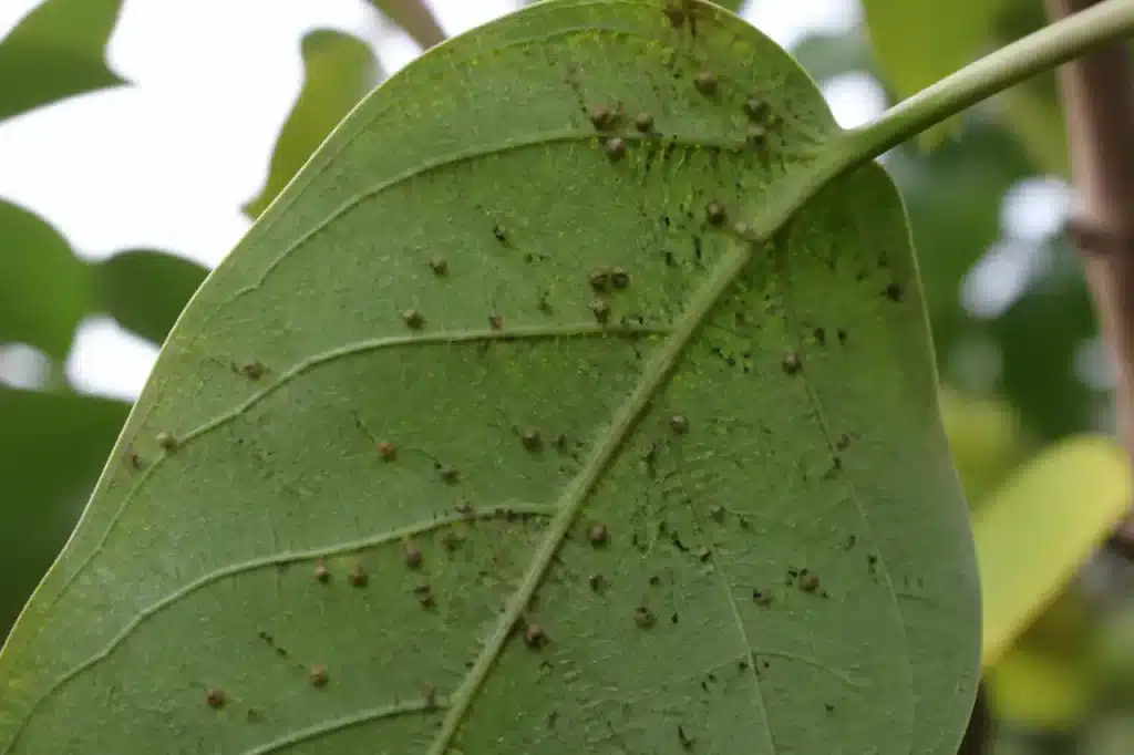 Dessous de feuille avec cochenilles brunes et pucerons