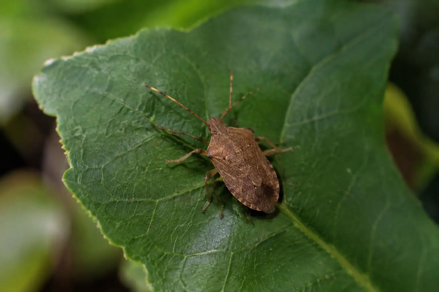 Insecte brun aplati immobile sur une feuille verte