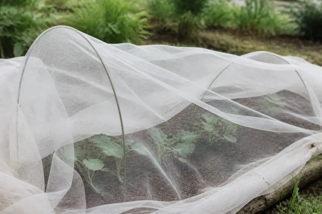 Jeunes plants sous voile blanc au jardin